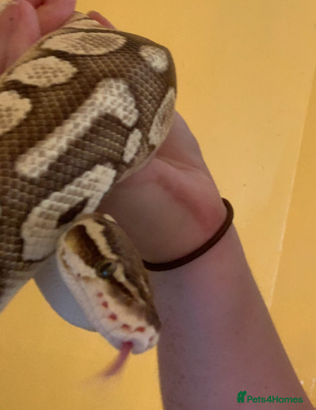 Python Snake reptiles for sale: ball python (please read description)  - Image 1