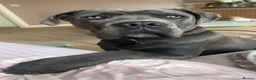 Cane Corso dogs for stud: 💙BLUE BOY💙 in Cheltenham - Advert 2