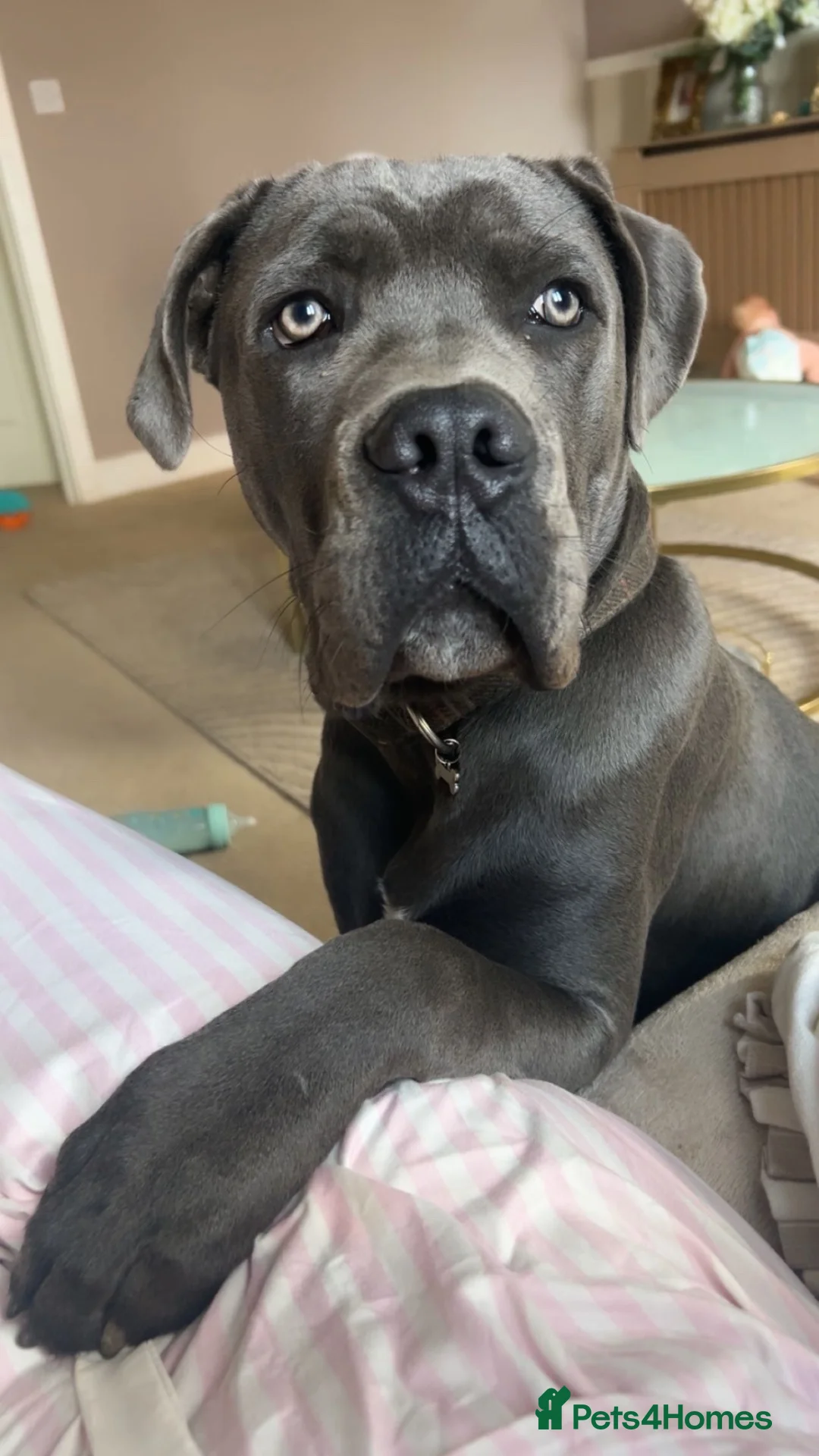Cane Corso dogs for stud: 💙BLUE BOY💙 in Cheltenham - Advert 2