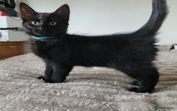 Bengal cats for sale: 3 black and 3 bengal kittens (1 male) - Image 5