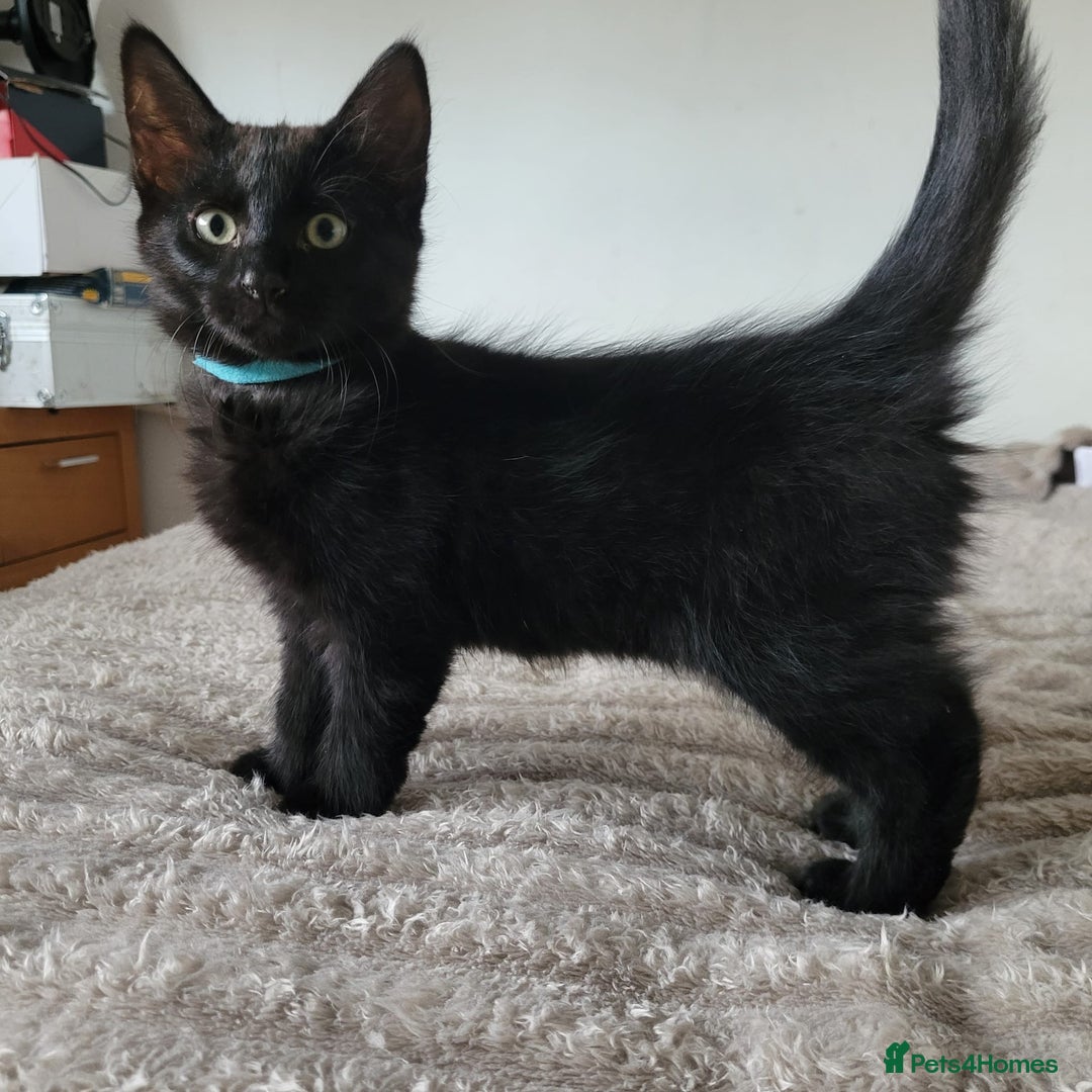 Bengal cats for sale: 3 black and 3 bengal kittens (1 male) - Image 5