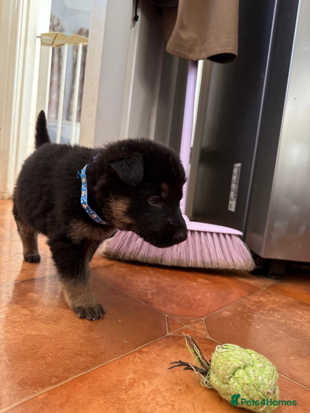 German Shepherd dogs for sale: KC Registered & Bred From Health Tested Parents  - Advert 26