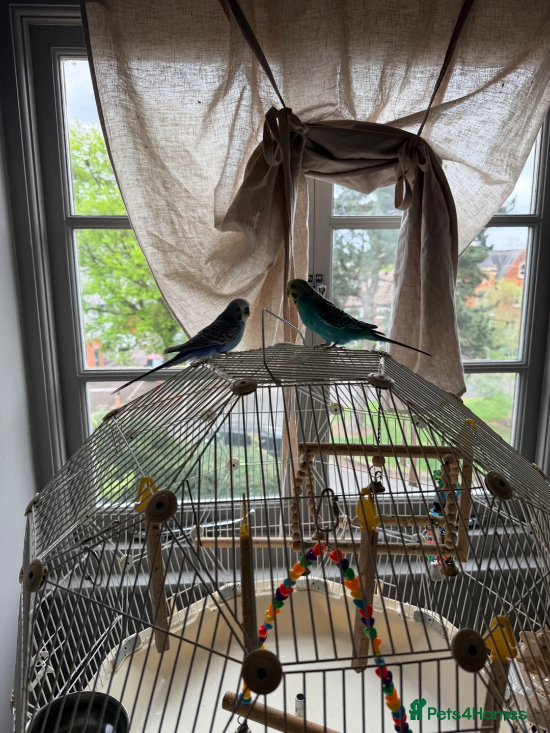 Budgerigars birds for sale: Pair of friendly budgies tame with omelet cage  in Bedford - Advert 9