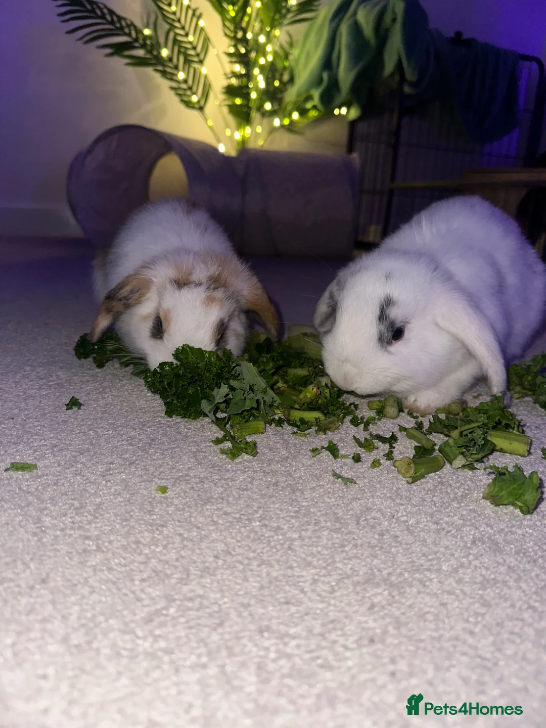 Mini Lop rabbits for sale: White mini lop with black spots  in Chertsey - Advert 2