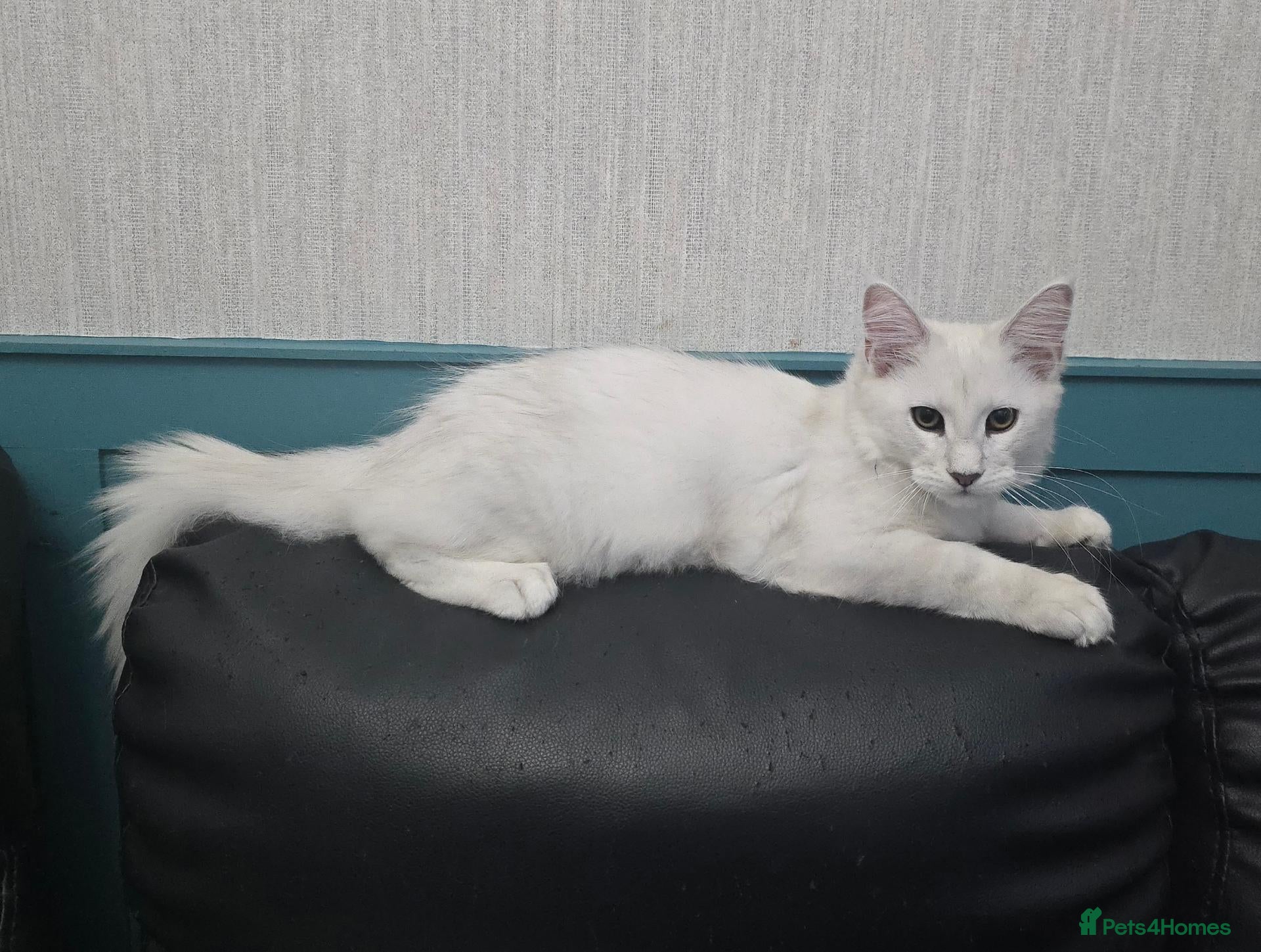 Maine Coon cats READY NOW Maine Coons Shaded & Silver - Advert 2