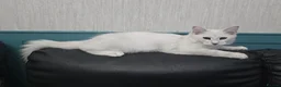 Maine Coon cats for sale: READY NOW Maine Coons Shaded & Silver - Advert 2