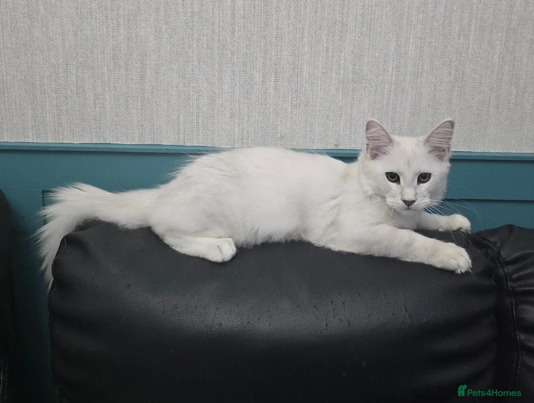 Maine Coon cats for sale: READY NOW Maine Coons Shaded & Silver - Advert 2