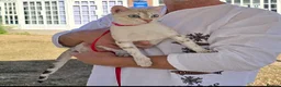 Bengal cats for sale: TICA Registered Snow Bengal Girl – Active Register - Advert 3