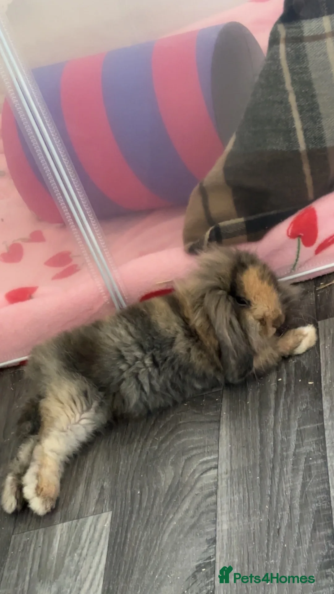 Mixed Breed rabbits for sale: Gorgeous harlequin mini-lop x lionhead girl in Leyland - Advert 2