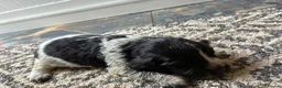 Cocker Spaniel dogs for sale: Beautiful Cocker spaniel puppies for sale  in Mansfield - Advert 6