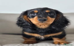 Miniature Dachshund dogs for sale: Just the one stunning girl available  - Image 6