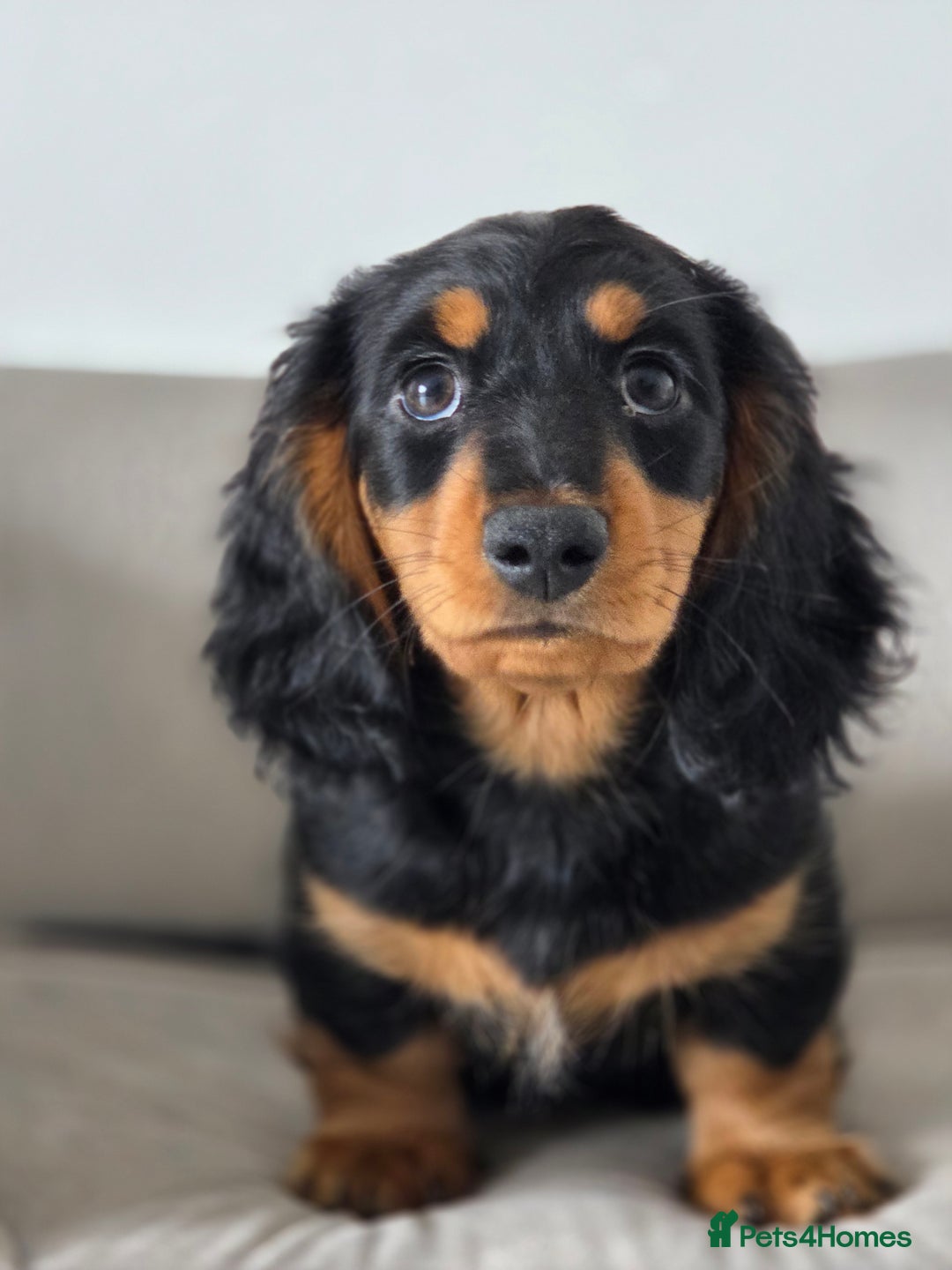 Miniature Dachshund dogs for sale: Just the one stunning girl available  - Image 6