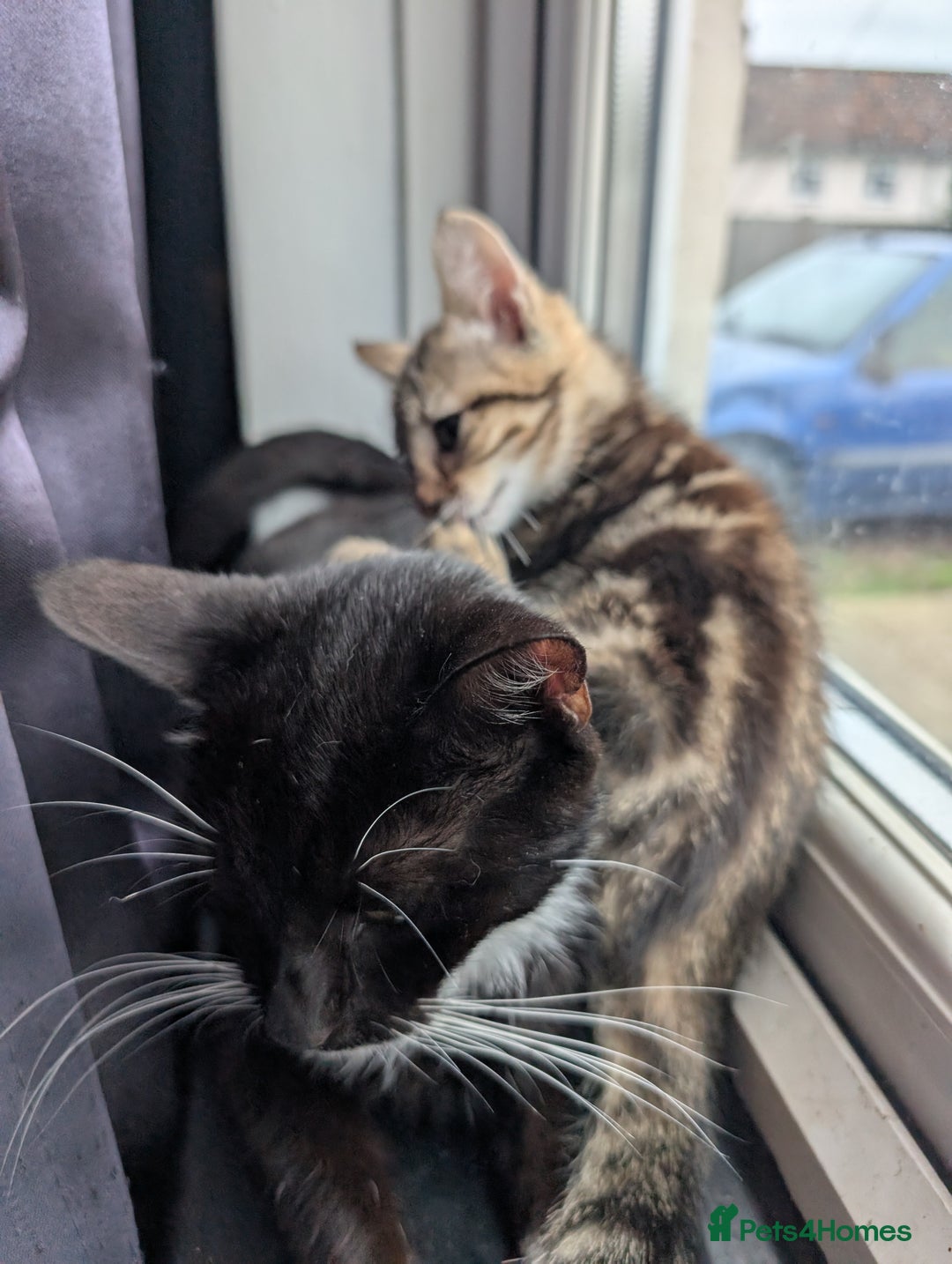Mixed Breed cats for sale: Gorgeous kittens lovely markings  - Image 5