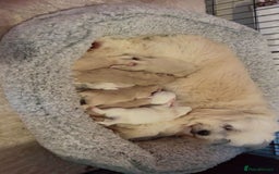 Mixed Breed dogs for sale: Shih Tzu-pomeranian - Image 16