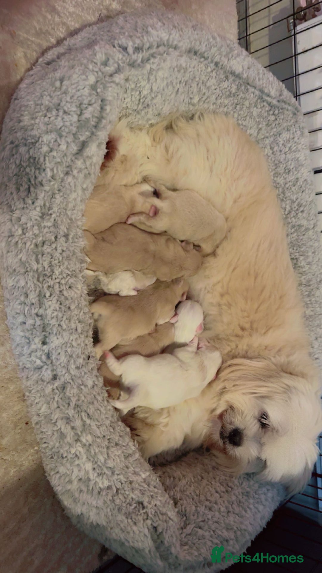 Mixed Breed dogs for sale: Shih Tzu-pomeranian - Image 16