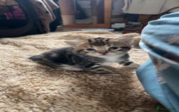 Mixed Breed cats for sale: Three mixed breed kittens for sale - Image 4