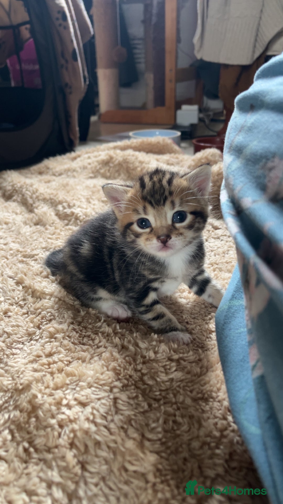 Mixed Breed cats for sale: Three mixed breed kittens for sale - Image 4
