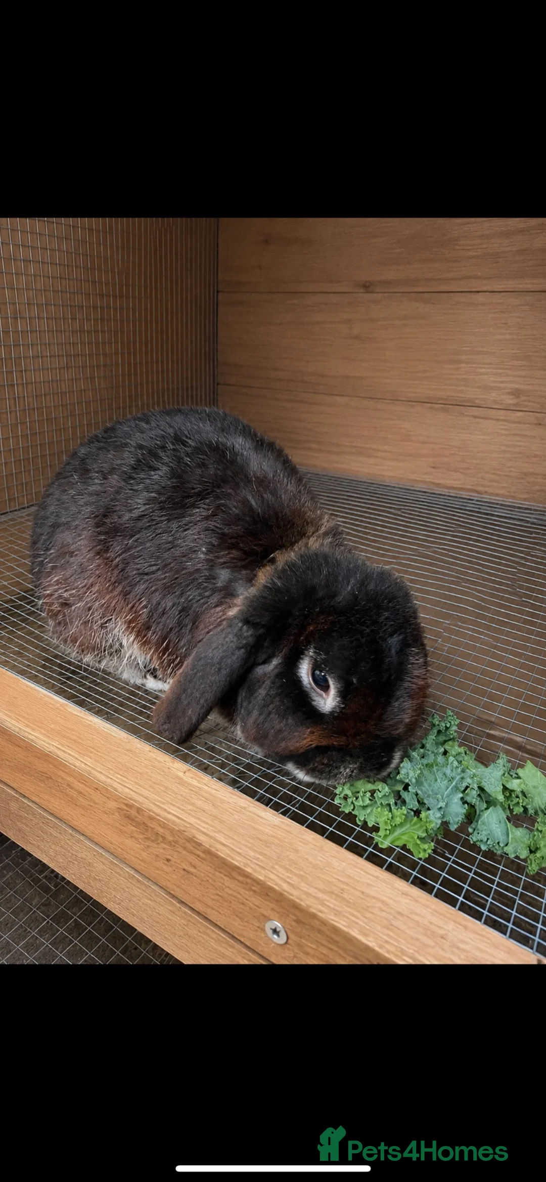 Mini Lion Lop rabbits for sale: Rehoming my 2 mini lop rabbits  - Advert 1