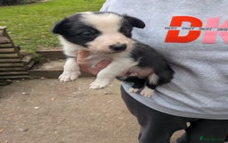 Mixed Breed dogs for sale: Border collie cross/bearded collie puppies  - Image 18