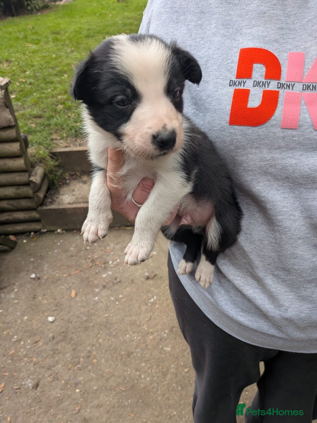 Mixed Breed dogs for sale: Border collie cross/bearded collie puppies  - Image 18
