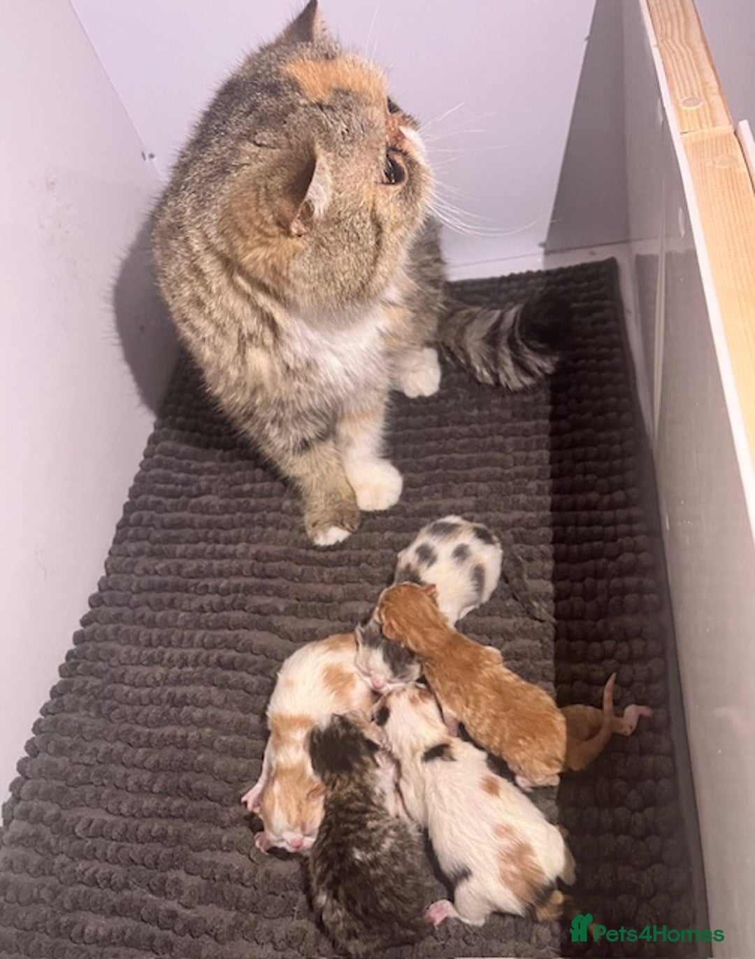 Persian cats for sale: Quality Persian Girls - Available Now - Advert 18