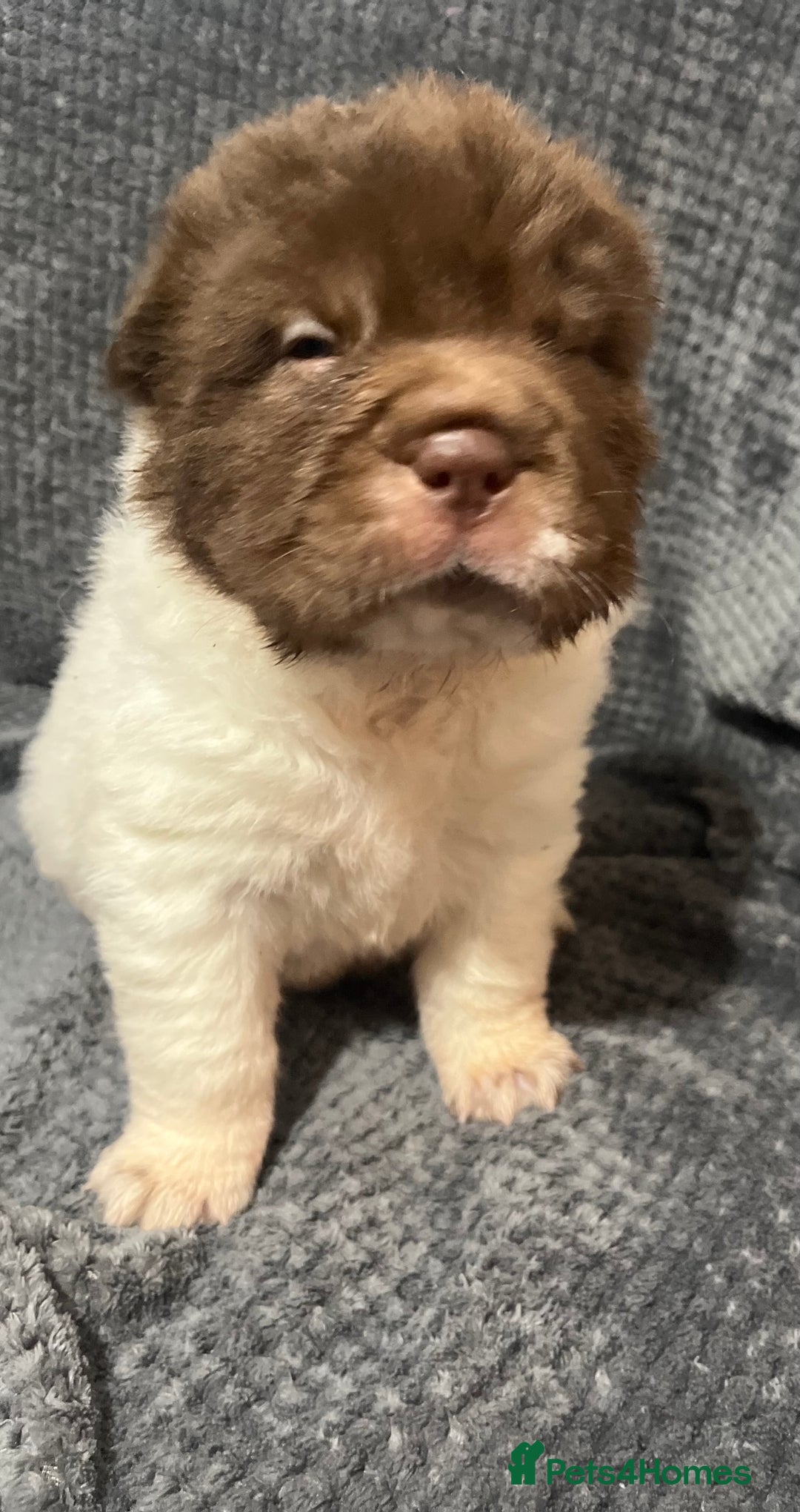 Shar Pei dogs for sale: Ready now amazing bear coat !!!!  - Advert 33