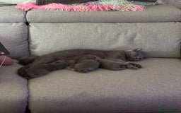 British Shorthair cats for sale: 4 Bsh kittens  - Image 6
