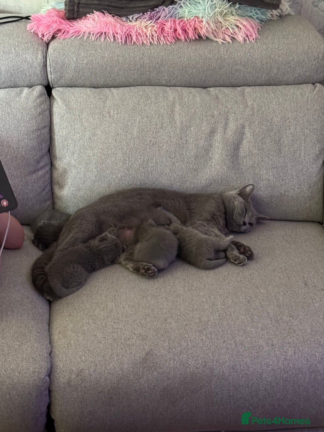 British Shorthair cats for sale: 4 Bsh kittens  - Image 6
