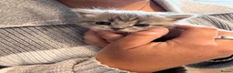 British Shorthair cats for sale: British shorthair kittens  - Advert 8