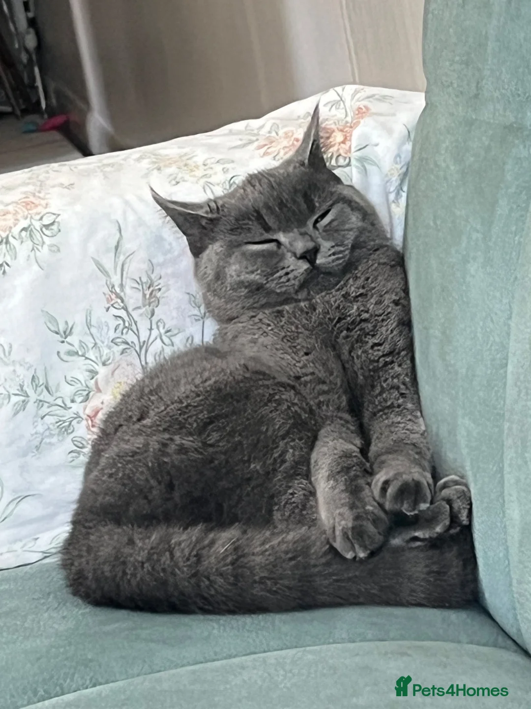British Shorthair cats for sale: Beautiful British Shorthair Female - Luna - Advert 6