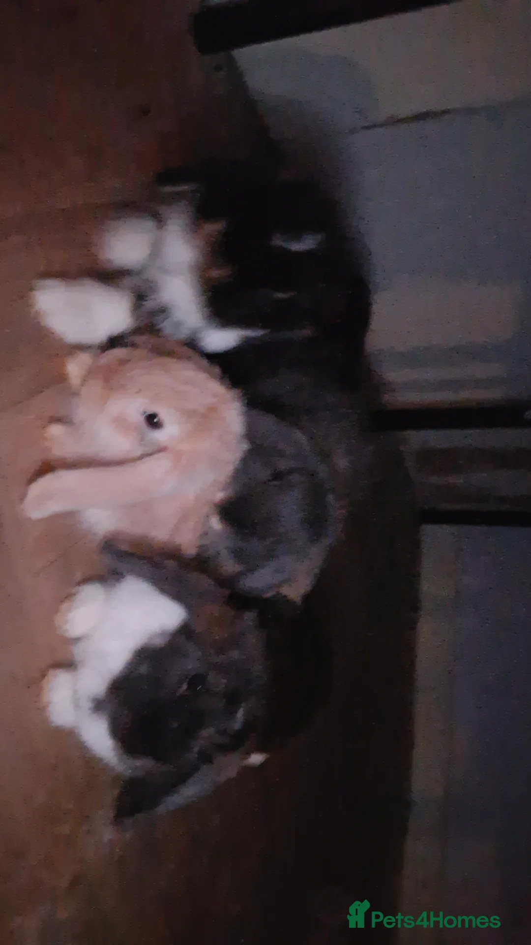 Mini Lop rabbits for sale: 4 beautiful mini lops, 2 boys 2 girls - Advert 9