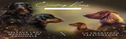 Dachshund dogs for sale: Standard Longhair Dachshunds  - Advert 2