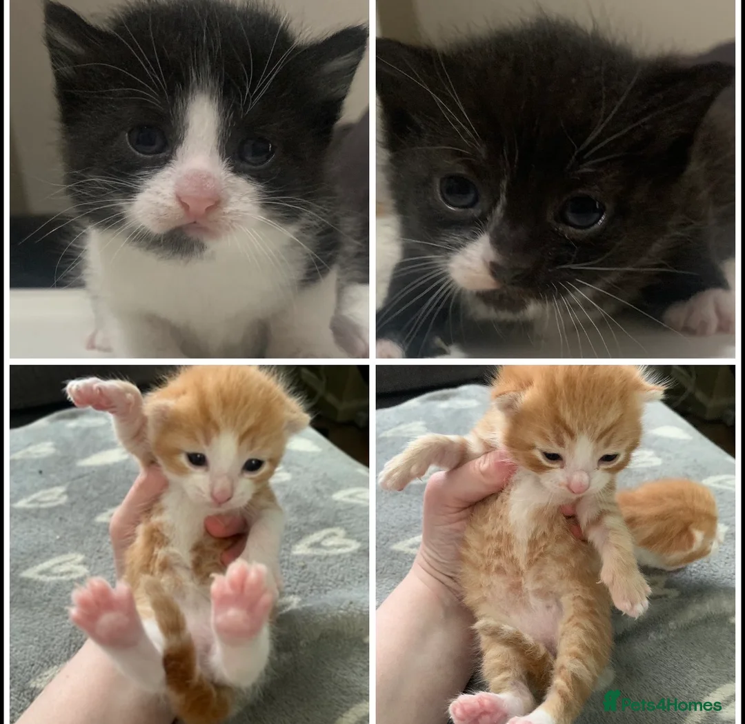Mixed Breed cats for sale: Litter of kittens very playful  - Advert 1