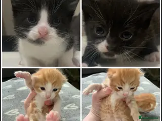 Mixed Breed cats Litter of kittens very playful - Advert 2