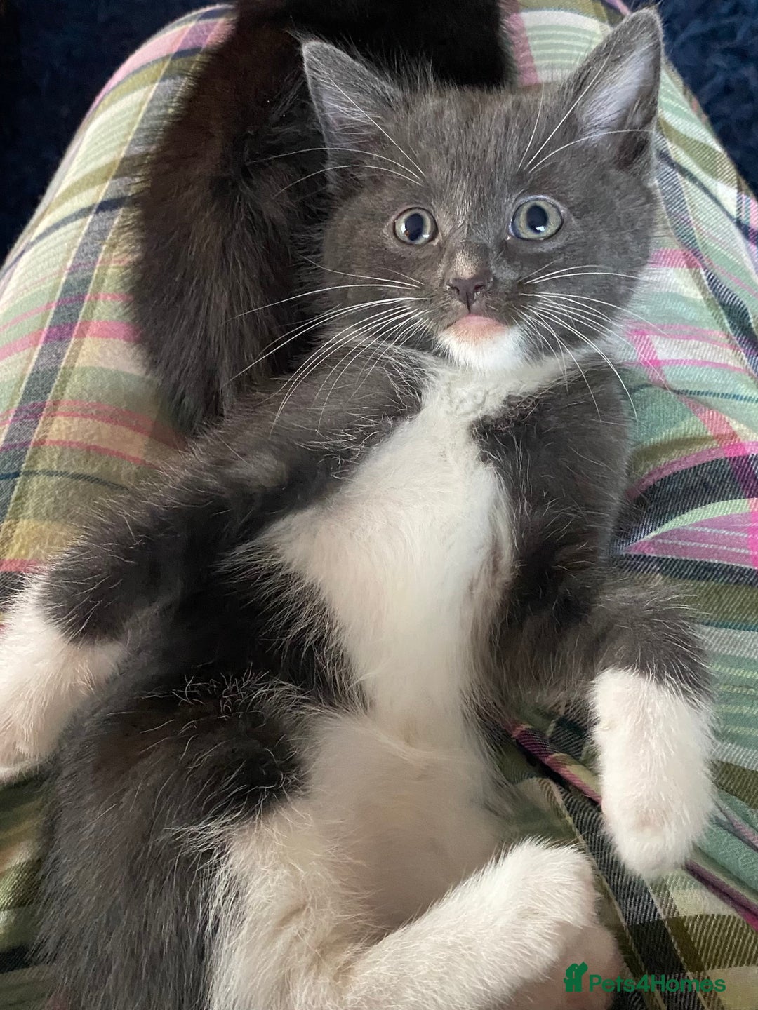 Ragdoll cats for sale: Rag doll cross kittens for sale - Advert 12