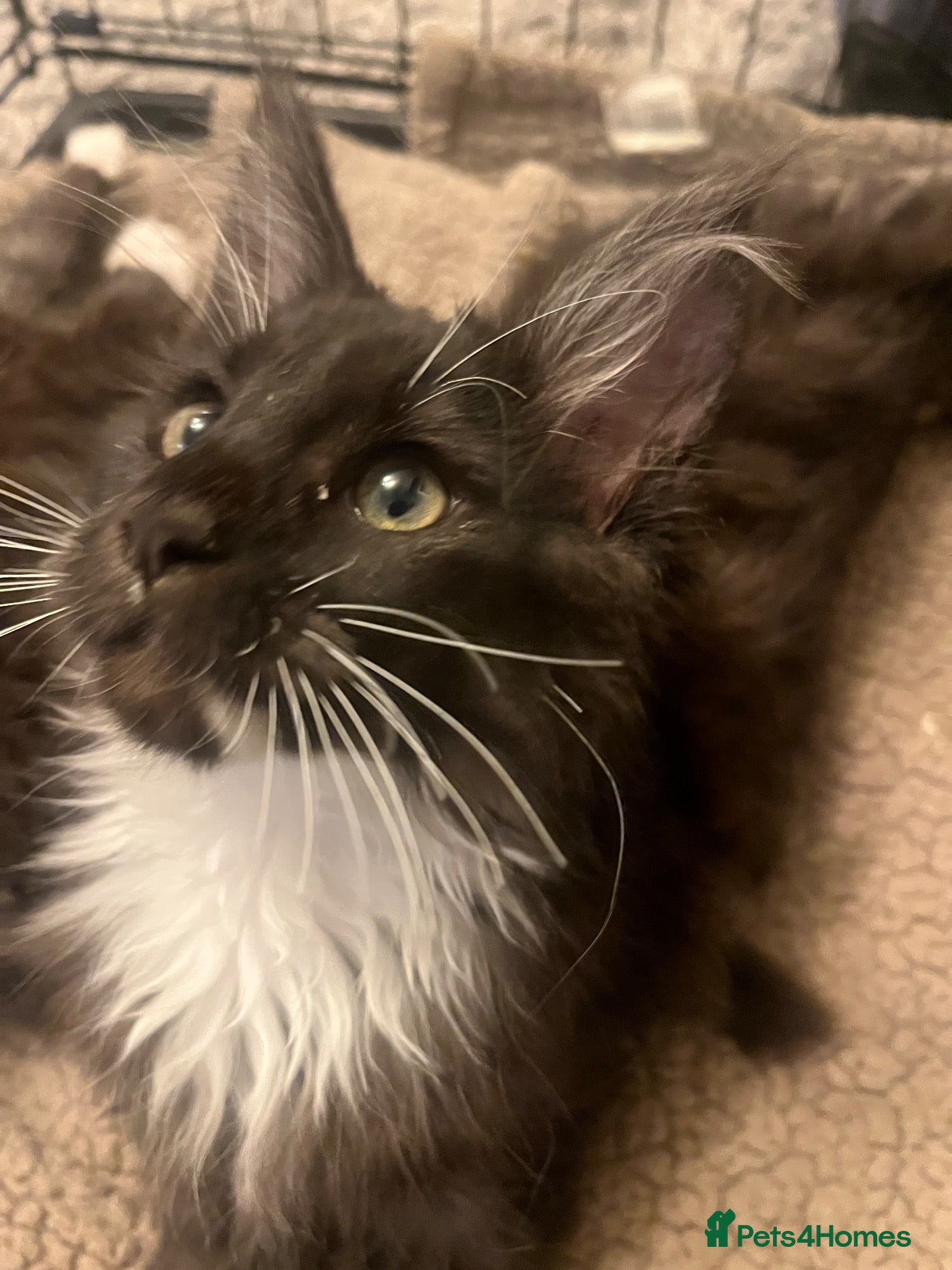 Maine Coon cats Stunning Maine coon babies very large size  - Advert 2
