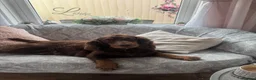 Cocker Spaniel dogs for sale: Beautiful litter of cocker spaniel puppies - Advert 14