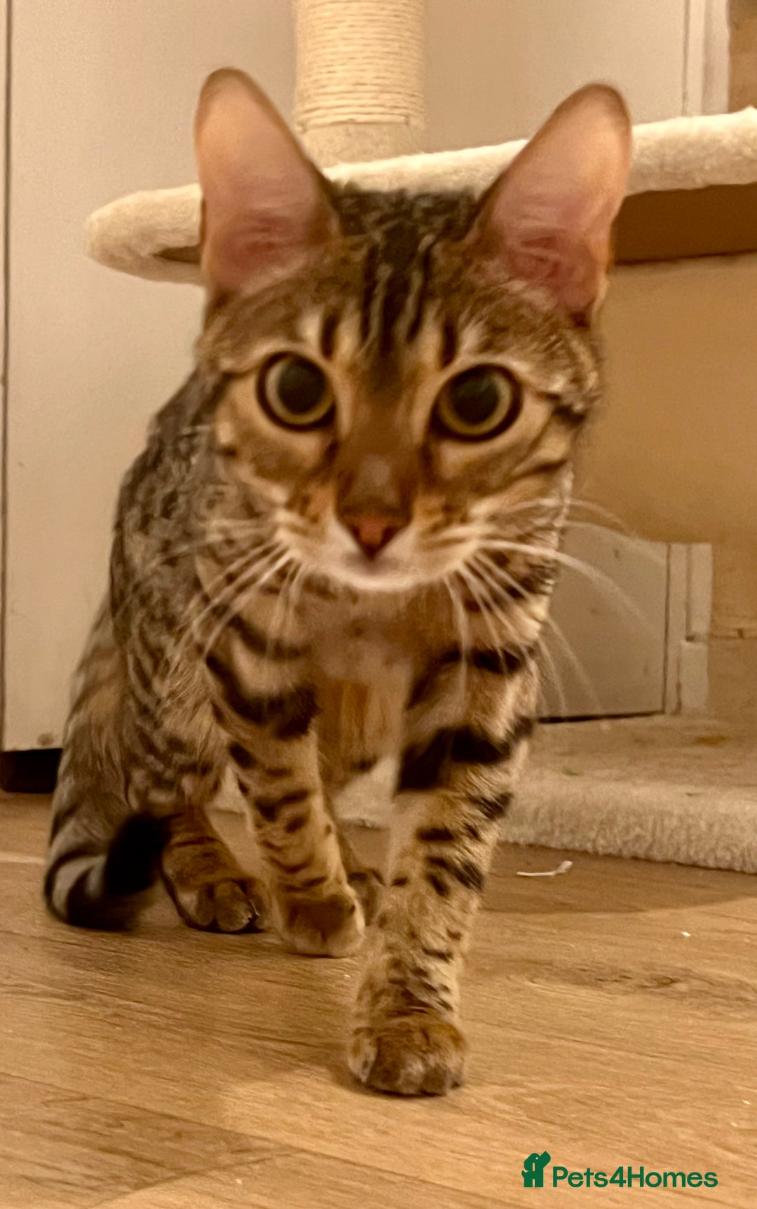 Bengal cats for sale: Pure female bengal for sale  - Advert 3