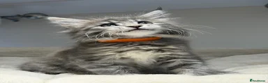 Maine Coon Kitten 3