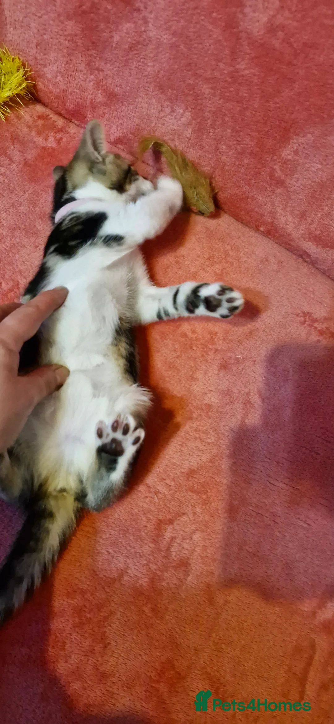 Bengal cats for sale: Bengal mix kittens for sale 10 weeks old  - Advert 2