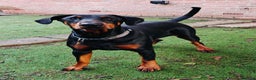 Dobermann dogs for sale: A Stunning strong KC Reg Black & Tan Doberman - Advert 11