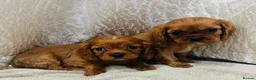 Cavalier King Charles Spaniel dogs for sale: Cavalier King Charles  in Deal - Advert 2