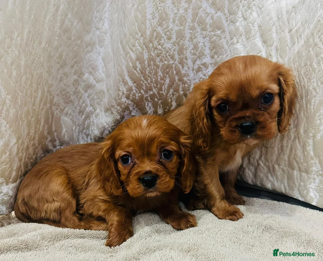 Cavalier King Charles Spaniel dogs for sale: Cavalier King Charles  in Deal - Advert 2