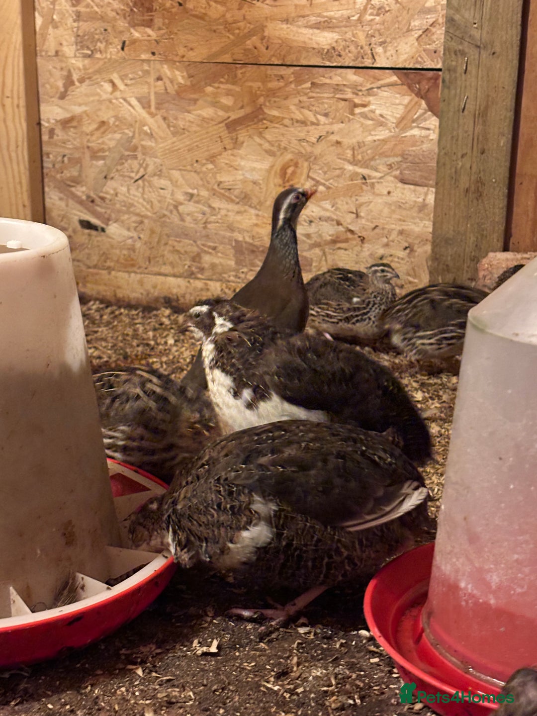 Quail poultry for sale: Quail for sale  - Advert 2