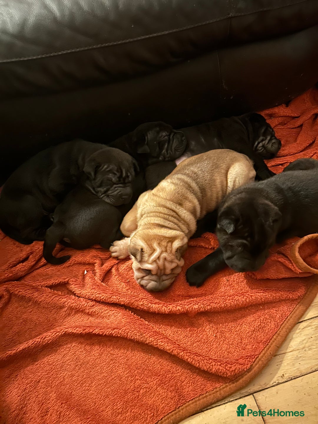 Shar Pei dogs for sale: 2 females 3 males Shar pei pups - Image 8