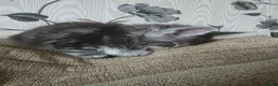 Maine Coon cats for sale: 2 stunning kittens left - Advert 15