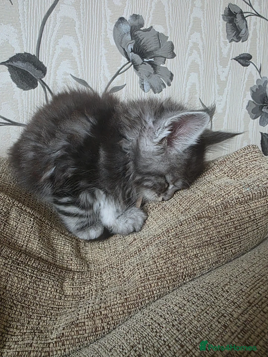 Maine Coon cats for sale: 2 stunning kittens left - Advert 15