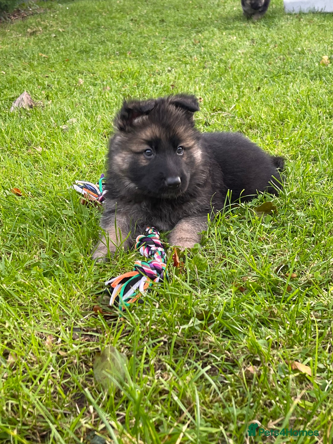 German Shepherd dogs for sale: Outstanding long coat German shepherd puppies  - Image 30