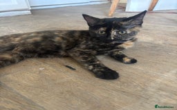 Mixed Breed cats for sale: Adorable Tortoiseshell Kitten (part Main Coon) - Image 2