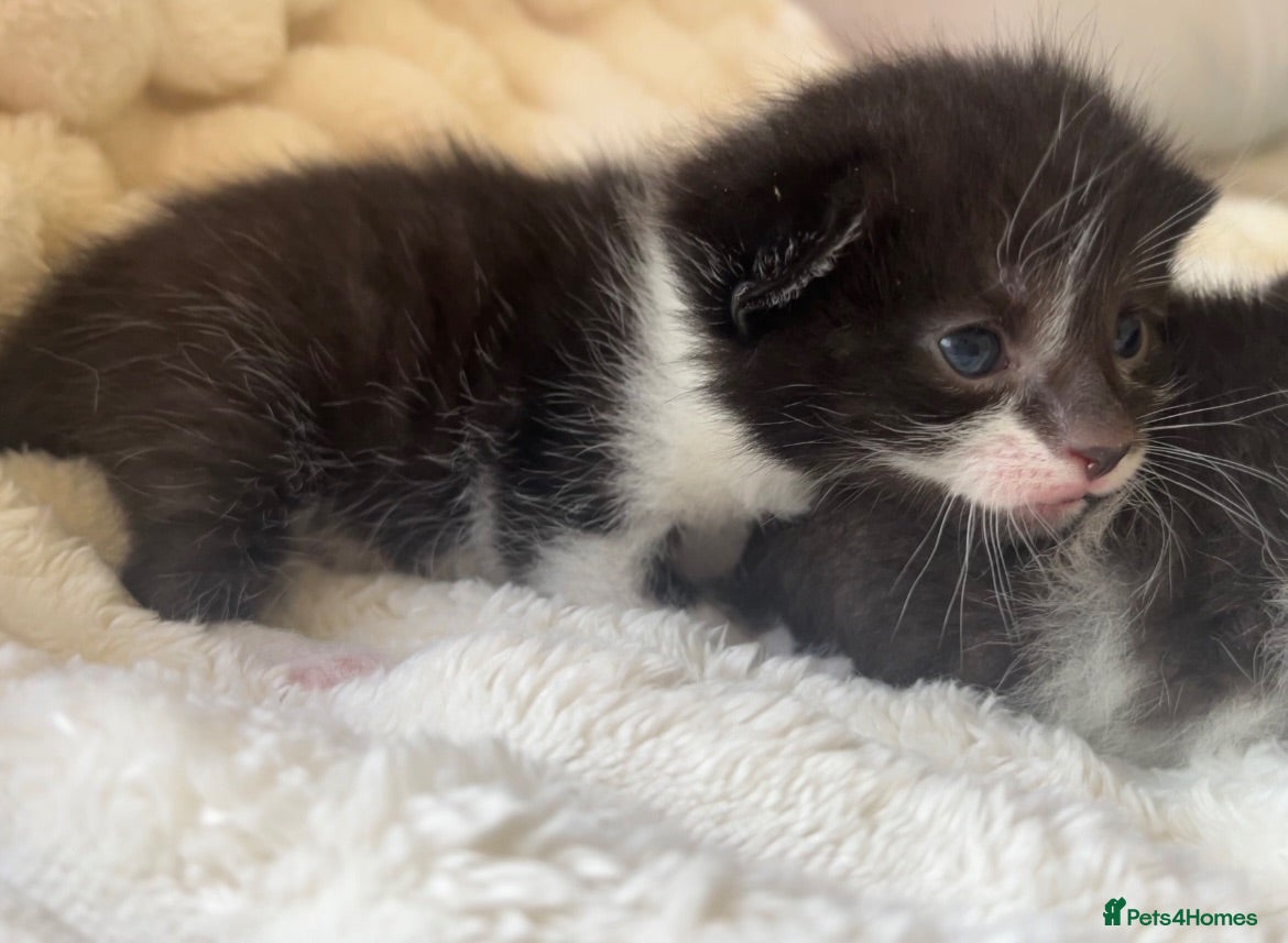 Mixed Breed cats 3 Male Kittens - Advert 20